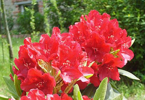 Azalia wielkokwiatowa Parkfeuer Azalea Parkfeuer