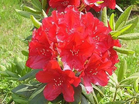 Azalia wielkokwiatowa Parkfeuer Azalea Parkfeuer