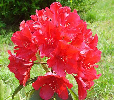 Azalia wielkokwiatowa Parkfeuer Azalea Parkfeuer