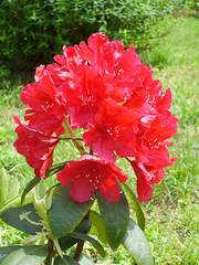 Azalia wielkokwiatowa Parkfeuer Azalea Parkfeuer