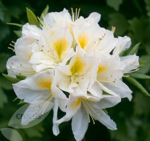 Azalia wielkokwiatowa Persil Azalea Persil