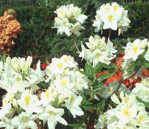 Azalia wielkokwiatowa Persil Azalea Persil