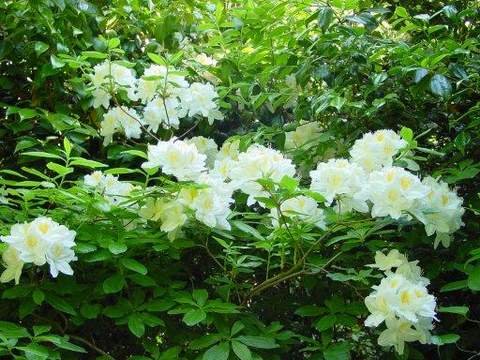 Azalia wielkokwiatowa Persil Azalea Persil