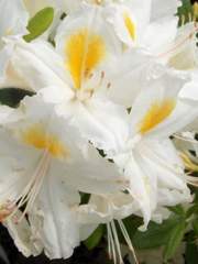 Azalia wielkokwiatowa Persil Azalea Persil