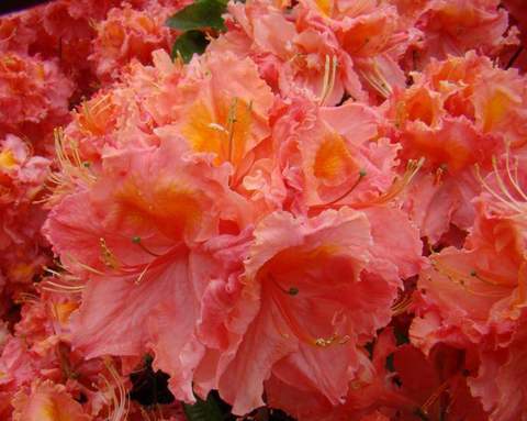 Azalia wielkokwiatowa Sarina Azalea Sarina