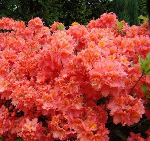 Azalia wielkokwiatowa Sarina Azalea Sarina