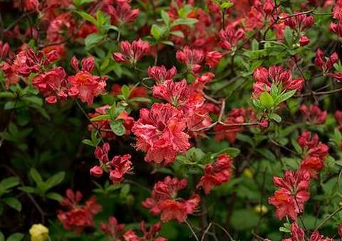 Azalia wielkokwiatowa Sarina Azalea Sarina