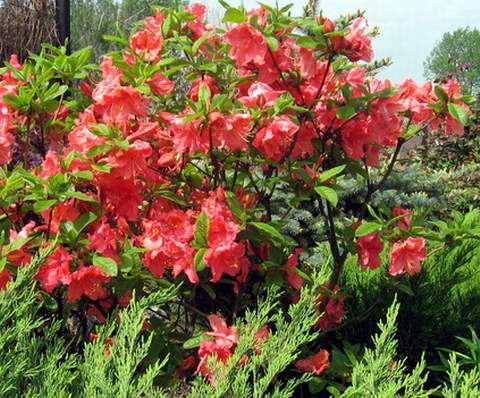 Azalia wielkokwiatowa Sarina Azalea Sarina