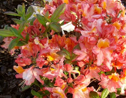 Azalia wielkokwiatowa Sarina Azalea Sarina