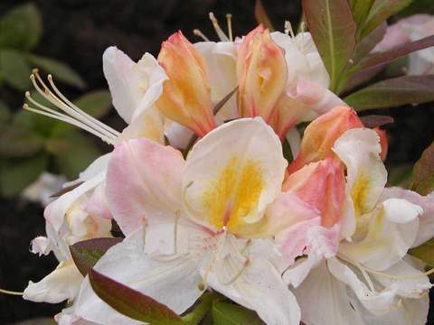 Azalia wielkokwiatowa Silver slipper Azalea Silver slipper