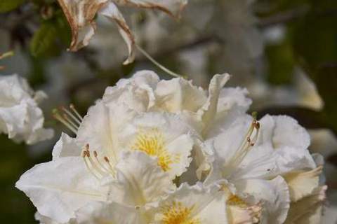 Azalia wielkokwiatowa Silver slipper Azalea Silver slipper