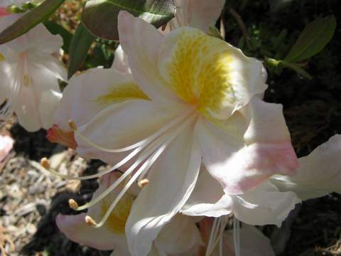 Azalia wielkokwiatowa Silver slipper Azalea Silver slipper