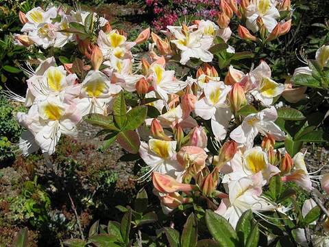Azalia wielkokwiatowa Silver slipper Azalea Silver slipper