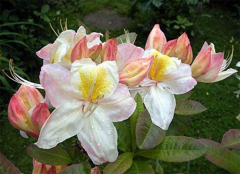 Azalia wielkokwiatowa Silver slipper Azalea Silver slipper