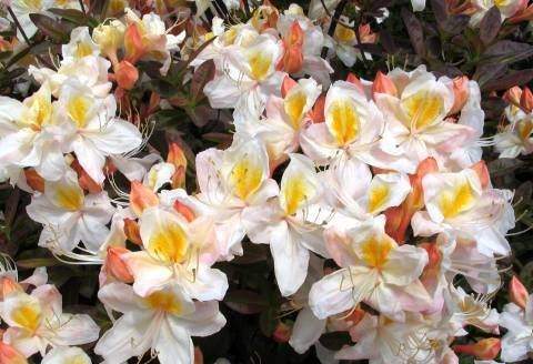 Azalia wielkokwiatowa Silver slipper Azalea Silver slipper