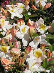 Azalia wielkokwiatowa Silver slipper Azalea Silver slipper