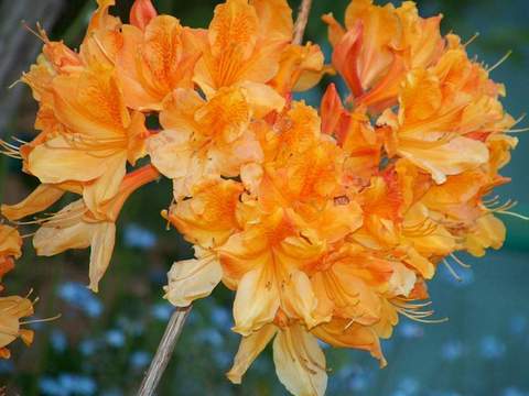 Azalia wielkokwiatowa Speks orange Azalea Speks orange