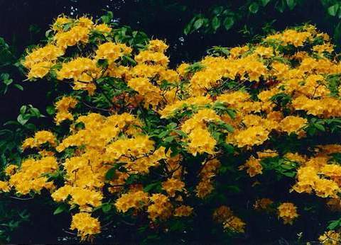 Azalia wielkokwiatowa Sunte nectarine Azalea Sunte nectarine