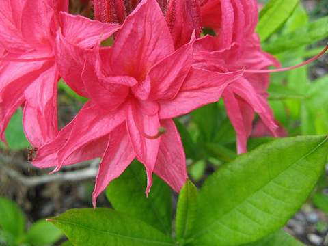 Azalia wielkokwiatowa Tunis Azalea Tunis