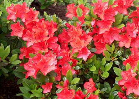 Azalia wielkokwiatowa Tunis Azalea Tunis