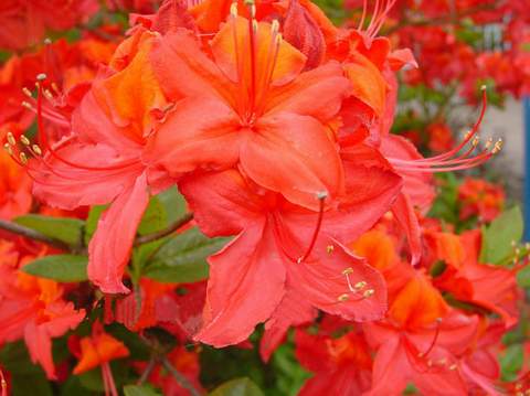 Azalia wielkokwiatowa Tunis Azalea Tunis