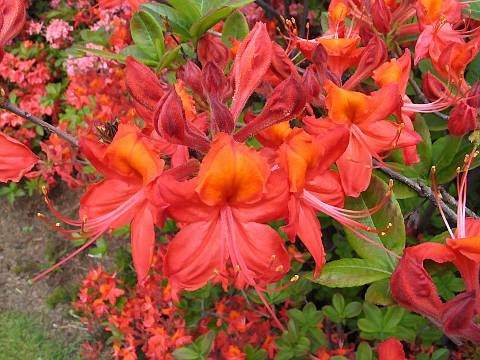 Azalia wielkokwiatowa Tunis Azalea Tunis