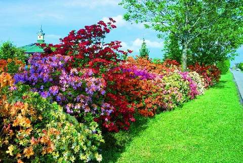 Azalia wielkokwiatowa Tunis Azalea Tunis