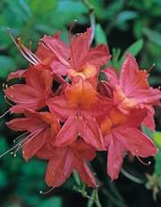 Azalia wielkokwiatowa Tunis Azalea Tunis