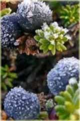 Bażyna Czarna Empetrum Nigrum