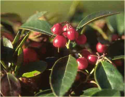 Golteria pełzająca Big Berry Golteria rozesłana Gaultheria procumbens