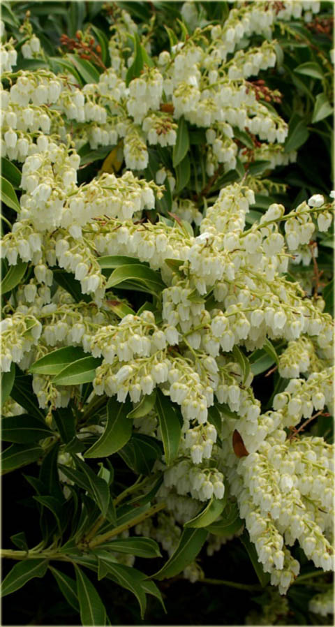 Pieris japoński Debutante