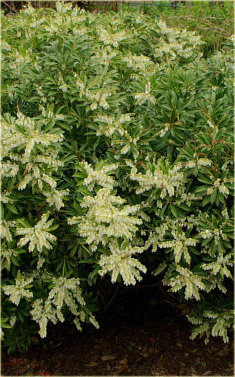Pieris japoński Debutante