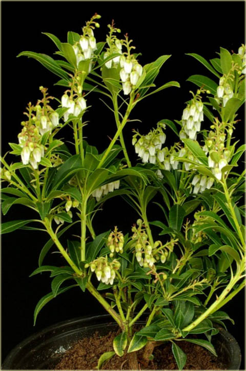 Pieris japoński Debutante
