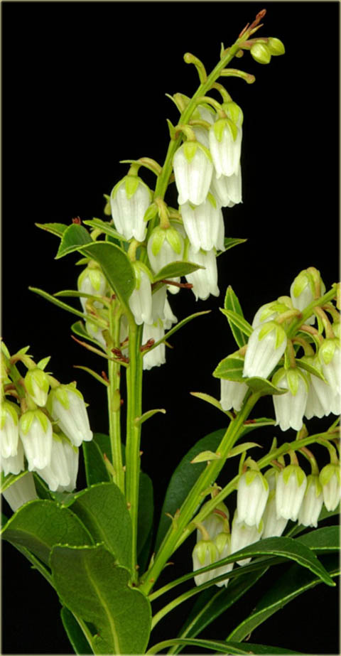 Pieris japoński Debutante