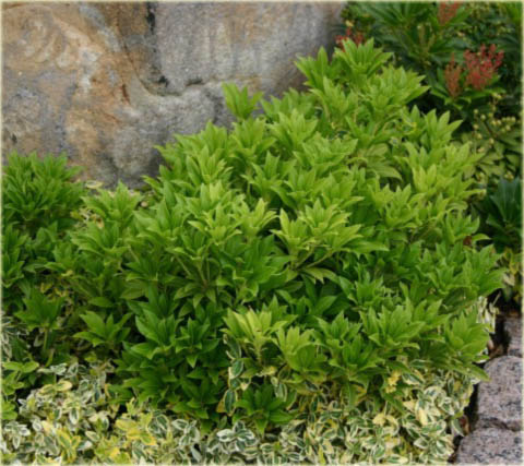 Pieris japoński Debutante