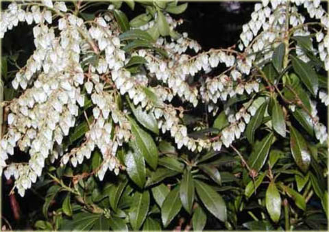 Pieris japoński Debutante