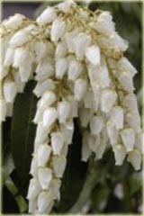 Pieris japoński Debutante Pieris japonica Debutante