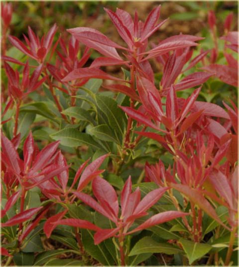 Pieris japoński Mountain Fire