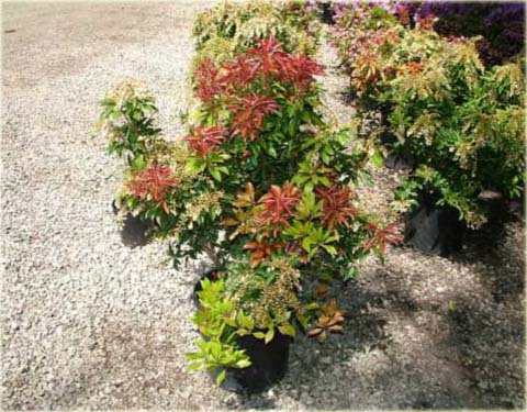 Pieris japoński Mountain Fire