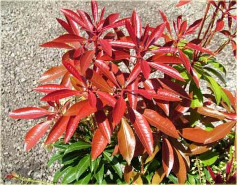 Pieris japoński Mountain Fire