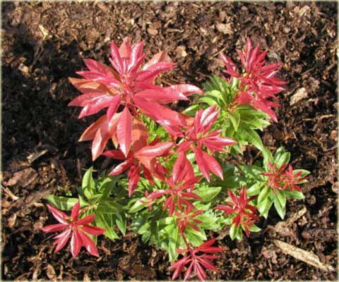 Pieris japoński Mountain Fire