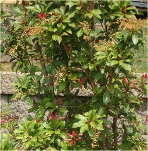 Pieris japoński Mountain Fire