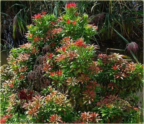 Pieris japoński Mountain Fire