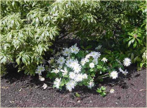 Pieris japoński Variegata Pieris japonica variegata