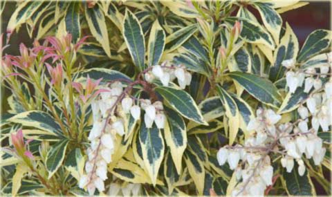 Pieris japoński Variegata Pieris japonica variegata