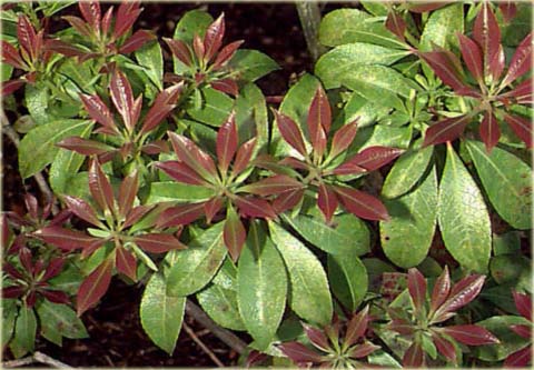 Pieris japoński Variegata Pieris japonica variegata