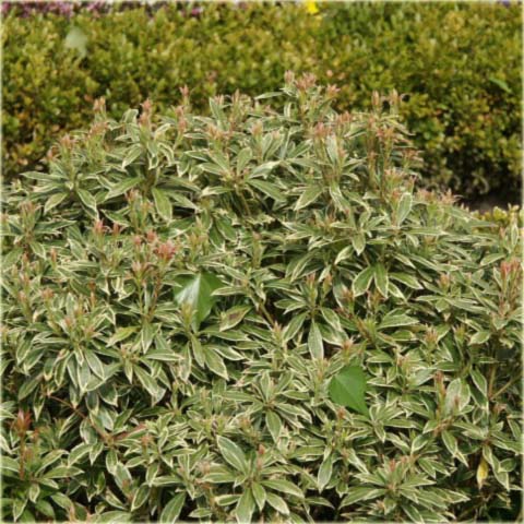 Pieris japoński Variegata Pieris japonica variegata