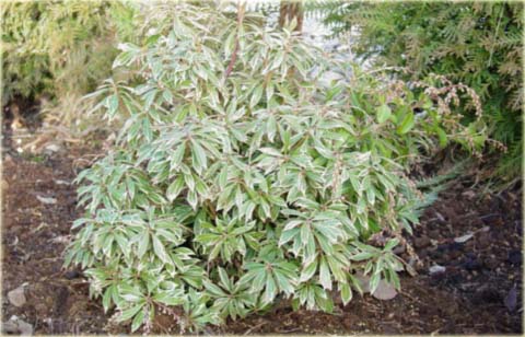 Pieris japoński Variegata Pieris japonica variegata