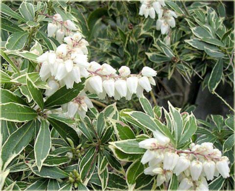 Pieris japoński Variegata Pieris japonica variegata