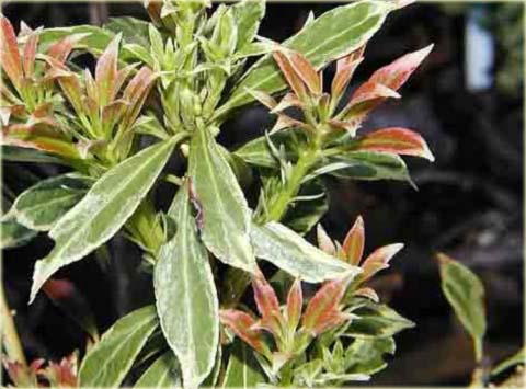 Pieris japoński Variegata Pieris japonica variegata